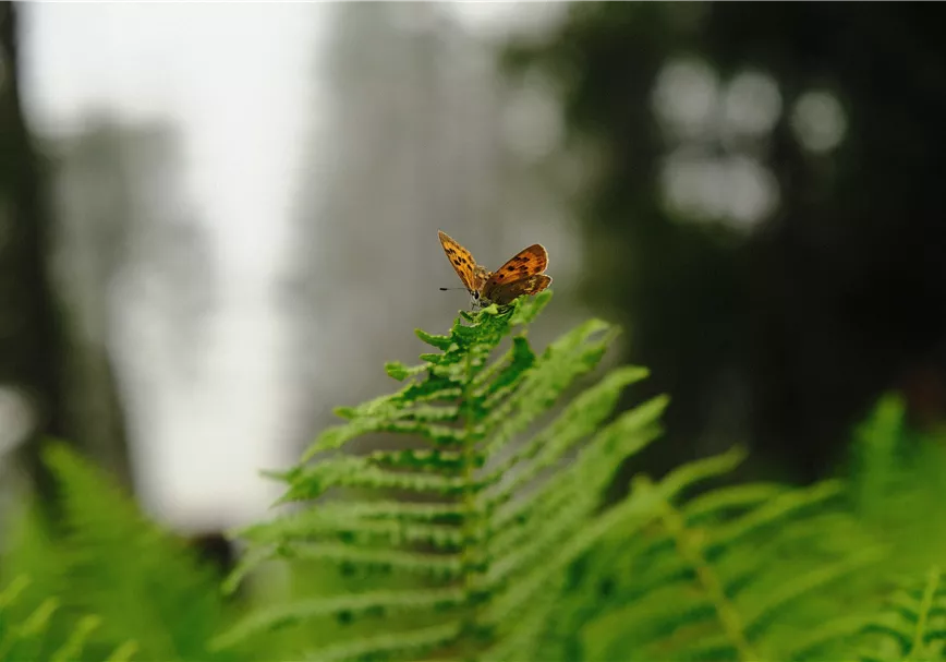 Schmetterling am Hahnenkamm Trail
