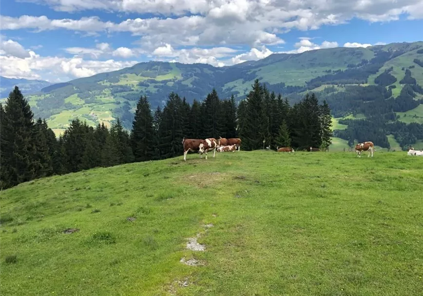 Kühe auf der Wiegalm