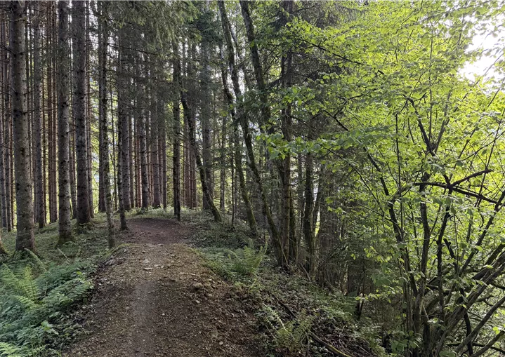 Mocking Downhill Trail Abschnitt